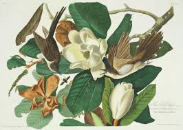 Image result for Coccyzus erythropthalmus