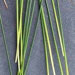 Attēlu rezultāti vaicājumam “Schoenus ferrugineus flower”