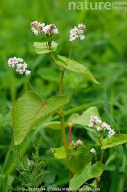 Attēlu rezultāti vaicājumam “Fagopyrum esculentum leaf”