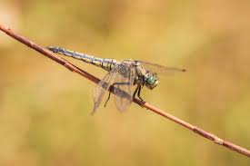 Attēlu rezultāti vaicājumam “Orthetrum cancellatum”