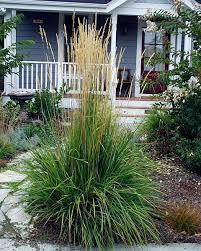 Attēlu rezultāti vaicājumam “Calamagrostis arundinacea”