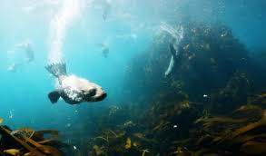Image result for Wyndley Seals Snorkelling Club