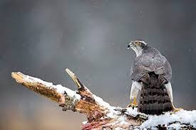 Attēlu rezultāti vaicājumam “Accipiter gentilis adult”
