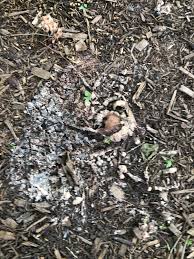 Attēlu rezultāti vaicājumam “Diderma effusum young”