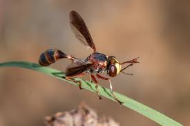 Attēlu rezultāti vaicājumam “Conopidae”
