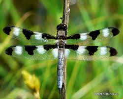 Attēlu rezultāti vaicājumam “Comatricha pulchella macro”