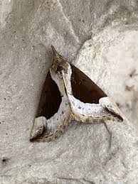 Attēlu rezultāti vaicājumam “Hypena crassalis”