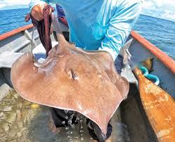 Image result for Hypanus longus