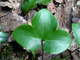 Attēlu rezultāti vaicājumam “Hepatica nobilis leaf”