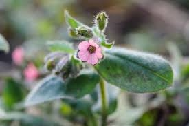 Attēlu rezultāti vaicājumam “Pulmonaria saccharata”