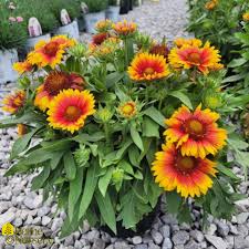 Image result for Gaillardia