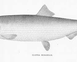 Image result for Clupea pallasii