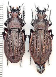 Attēlu rezultāti vaicājumam “Carabus cancellatus”