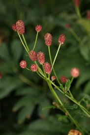 Attēlu rezultāti vaicājumam “Sanguisorba officinalis bud”