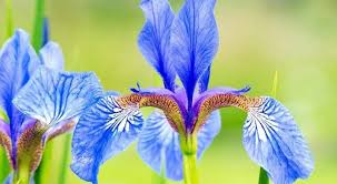Image result for Iris