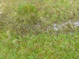 Attēlu rezultāti vaicājumam “Campylium stellatum”