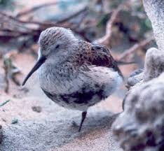 Attēlu rezultāti vaicājumam “Calidris alpina”