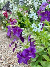 Image result for Nicotiana x sanderae `Perfume`F1