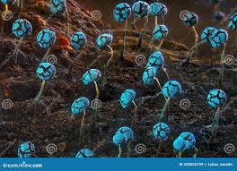 Attēlu rezultāti vaicājumam “Physarum leucophaeum”