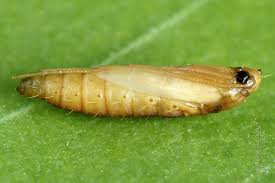 Attēlu rezultāti vaicājumam “Gracillaria syringella larva”