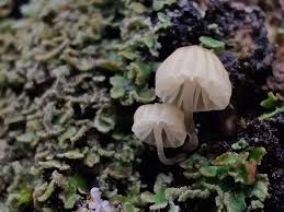 Attēlu rezultāti vaicājumam “Mycena pseudocorticola”