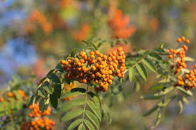 Attēlu rezultāti vaicājumam “Sorbus aucuparia bud”