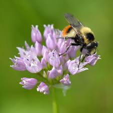 Attēlu rezultāti vaicājumam “Volucella bombylans”