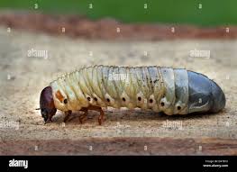 Attēlu rezultāti vaicājumam “Oryctes nasicornis larva”
