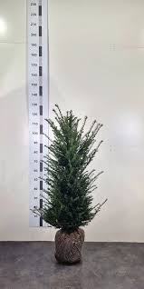 Attēlu rezultāti vaicājumam “Taxus baccata”