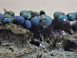 Attēlu rezultāti vaicājumam “Lamproderma nigrescens macro”