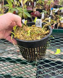 Attēlu rezultāti vaicājumam “Utricularia x neglecta leaf”