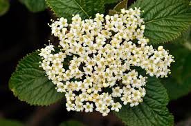Attēlu rezultāti vaicājumam “Viburnum lantana”