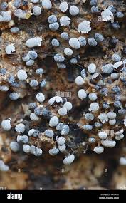 Attēlu rezultāti vaicājumam “Physarum leucopus spores”