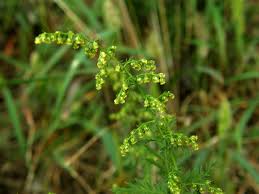 Image result for Artemisia annua