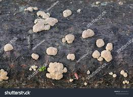 Attēlu rezultāti vaicājumam “Hypoxylon fuscum”