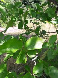 Attēlu rezultāti vaicājumam “Ulmus minor f. suberosa”