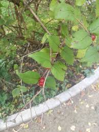 Attēlu rezultāti vaicājumam “Lonicera ferdinandii”