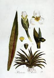 Attēlu rezultāti vaicājumam “Stratiotes aloides leaf”