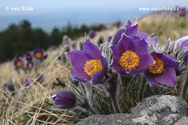 Attēlu rezultāti vaicājumam “Pulsatilla patens”