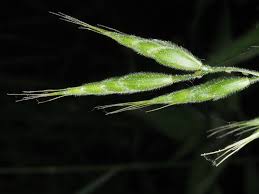 Attēlu rezultāti vaicājumam “Bromus hordeaceus subsp. hordaceus”