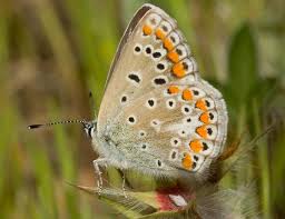 Attēlu rezultāti vaicājumam “Polyommatus icarus male”