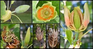 Attēlu rezultāti vaicājumam “Liriodendron tulipifera bud”