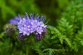 Attēlu rezultāti vaicājumam “Phacelia tanacetifolia leaf”
