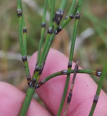 Attēlu rezultāti vaicājumam “Equisetum variegatum”