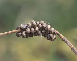 Attēlu rezultāti vaicājumam “Saturnia pavonia eggs”