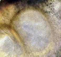 Attēlu rezultāti vaicājumam “Hypocrea pulvinata”