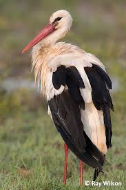 Attēlu rezultāti vaicājumam “Ciconia ciconia”