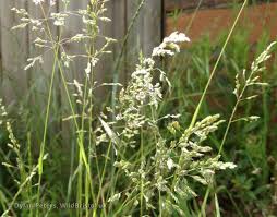 Attēlu rezultāti vaicājumam “Poa trivialis flower”