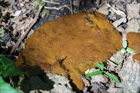 Attēlu rezultāti vaicājumam “Fuligo laevis spores”