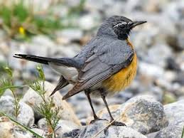 Image result for Irania gutturalis